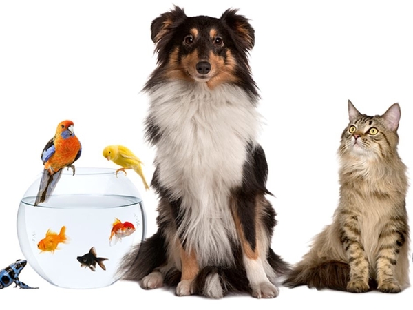 Pet Blessing